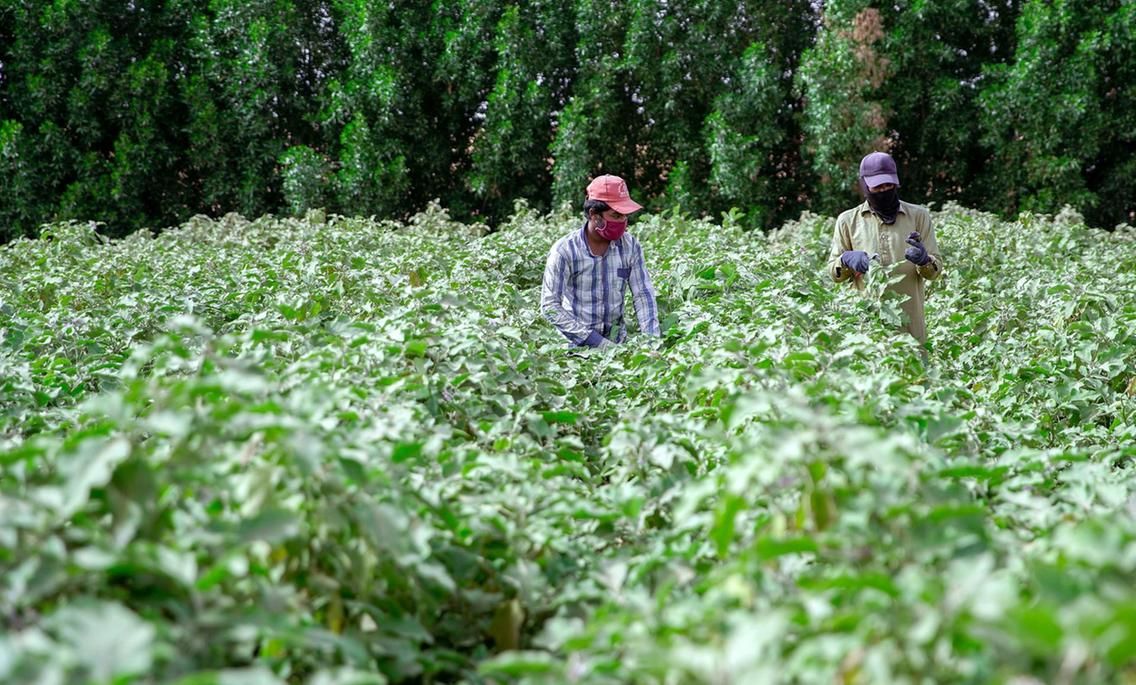 UAE farmers say noon.com deal will lead to better local produce